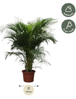 Arecapalm XXL