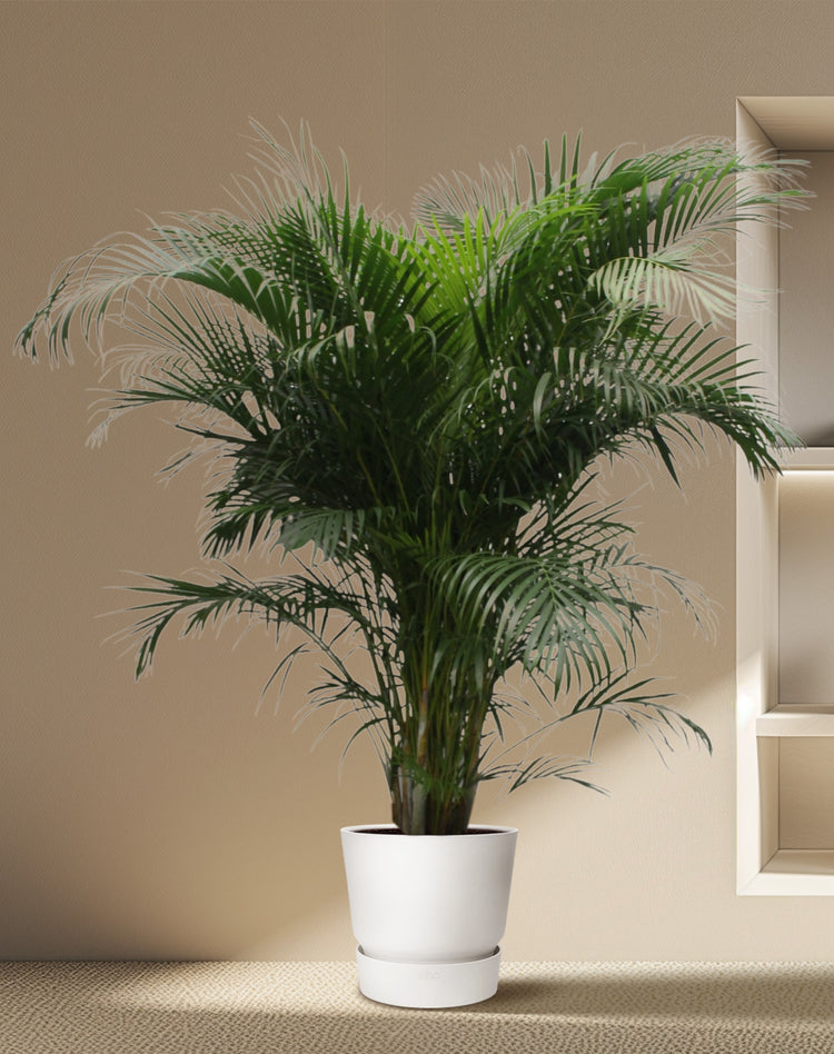 Arecapalm XXL