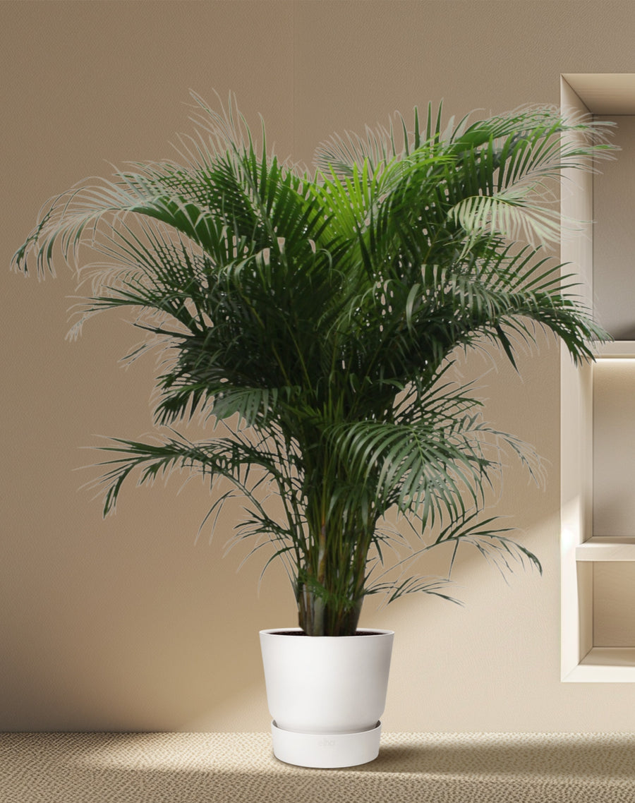 Arecapalm XXL