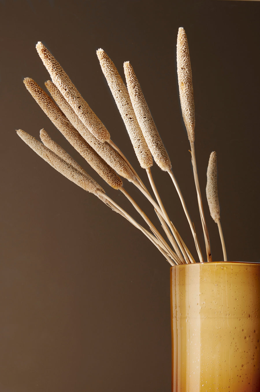 Natur babala i bunt beige torkad växt