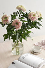 Krysantemum Rossano Charlotte