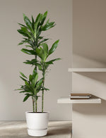 Dracena Janet Lind