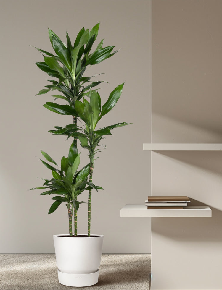 Dracena Janet Lind