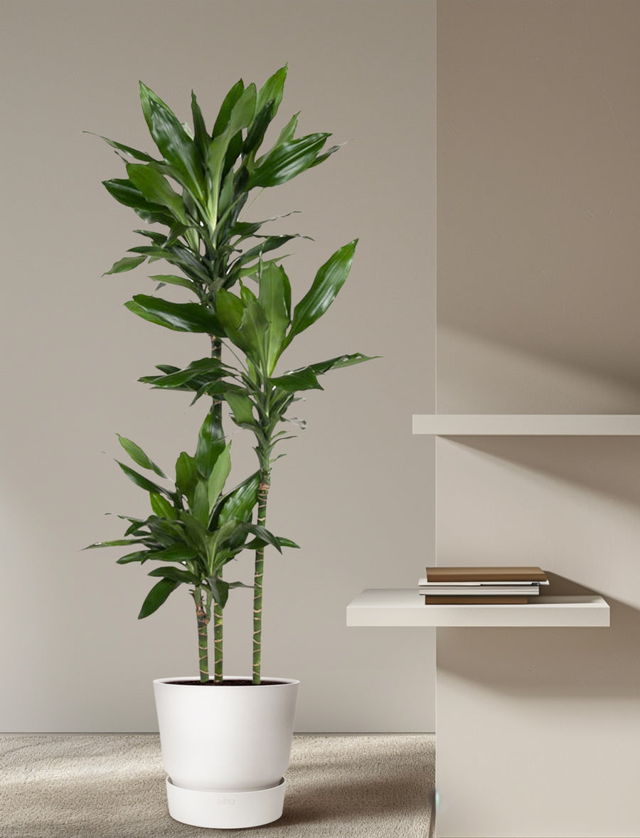 Dracena Janet Lind