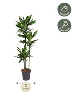 Dracena Janet Lind