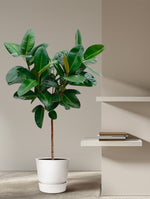 Fikus Robusta på stam