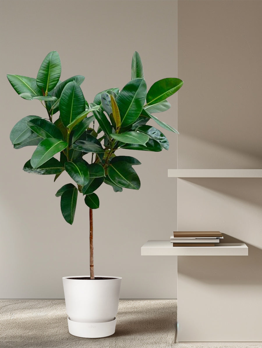 Fikus Robusta på stam