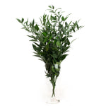 Ruscus småbladig