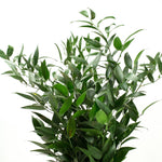 Ruscus småbladig