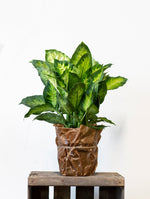 Prickblad Dieffenbachia Maculata