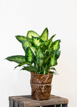 Prickblad Dieffenbachia Maculata