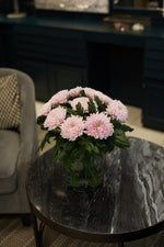 Krysantemum Rossano rosa