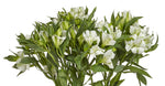 Snittblommor bukett Alstroemeria Charmelia vit
