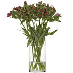 Alstroemeria Noize röd