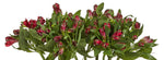 Alstroemeria Noize röd
