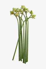 Ornitogalum Arabicum