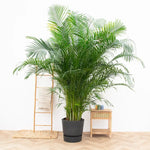 Arecapalm XXL
