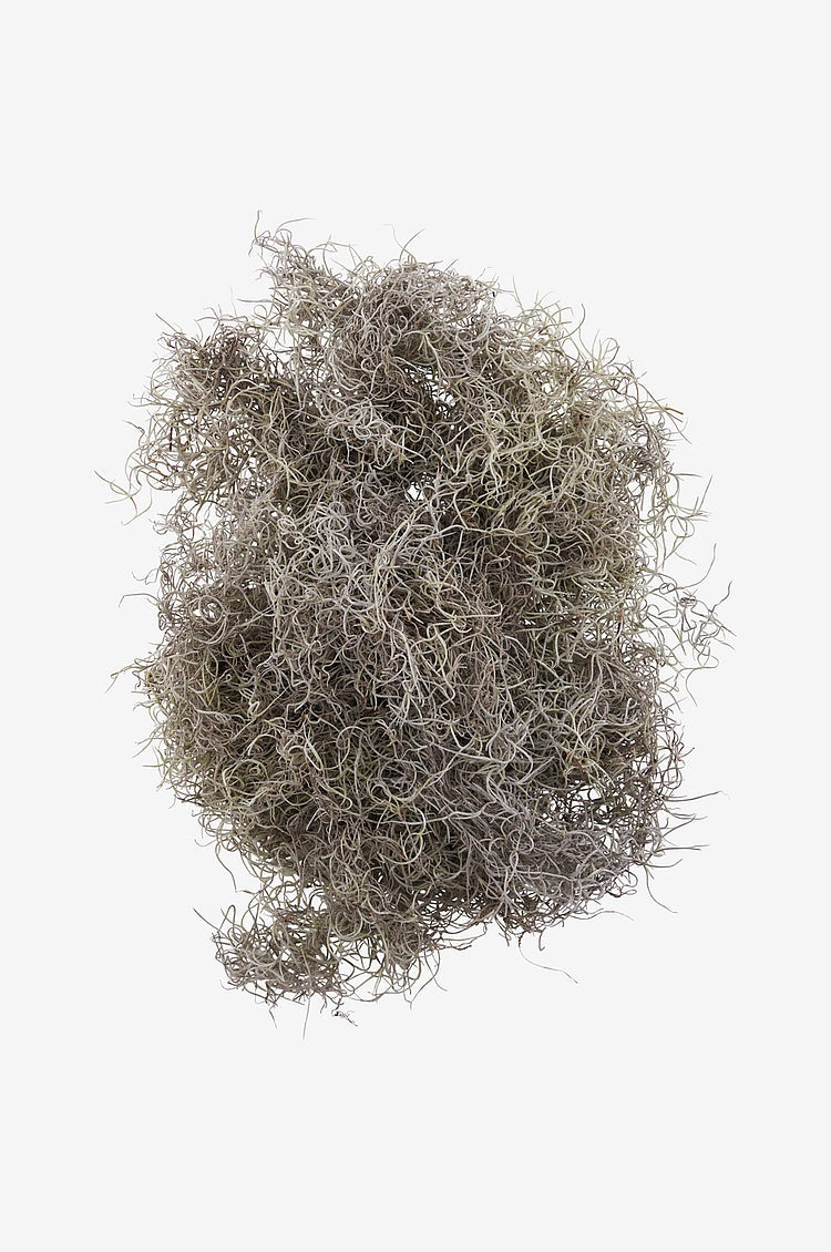 Tillandsiamossa