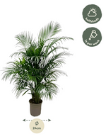 Arecapalm