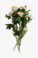 Krysantemum Rossano Charlotte