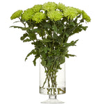 Krysantemum Anastasia Lime