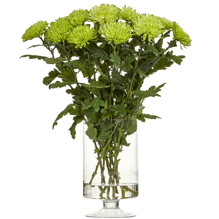 Krysantemum Anastasia Lime