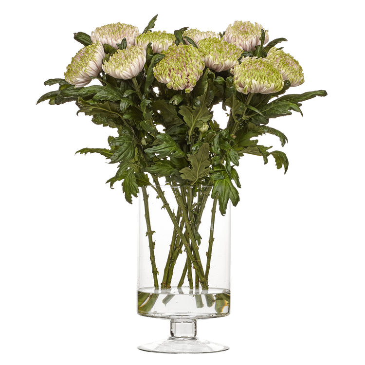 Krysantemum Rossano Charlotte