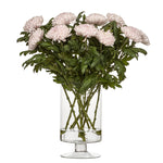 Krysantemum Rossano rosa