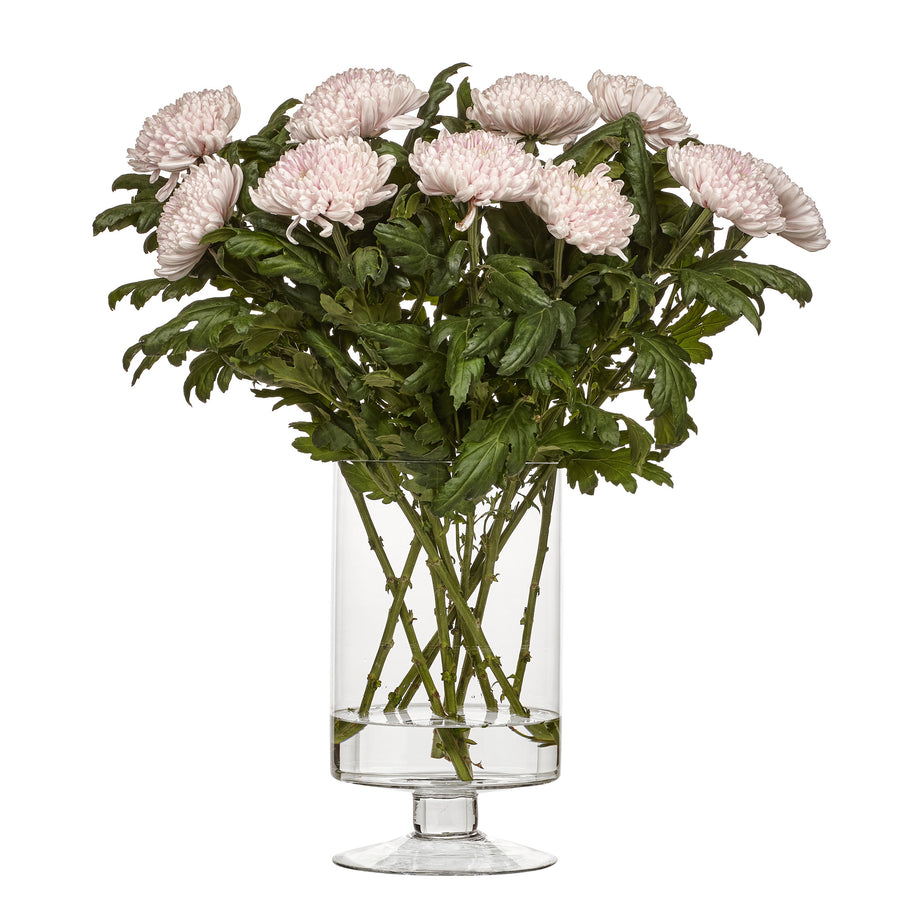 Krysantemum Rossano rosa