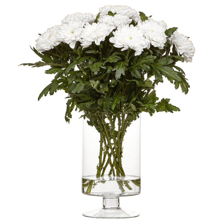 Krysantemum Zembla vit