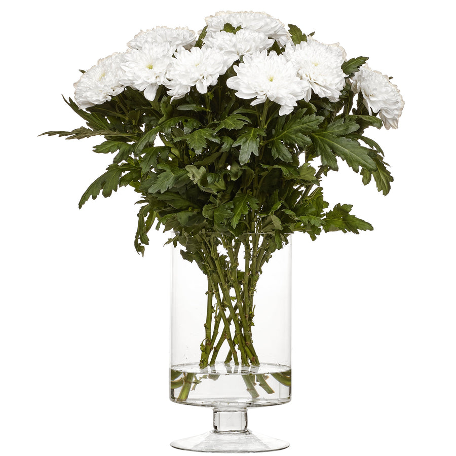 Krysantemum Zembla vit