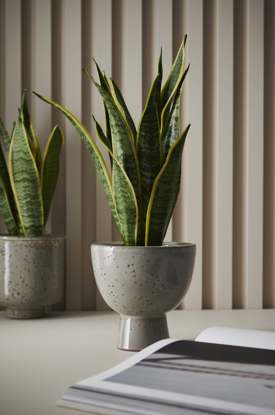 Svärmorstunga Futura Superba