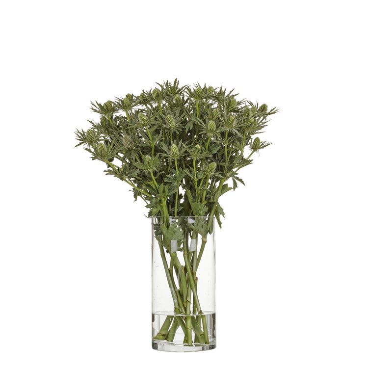 Tistel / Eryngium Grå