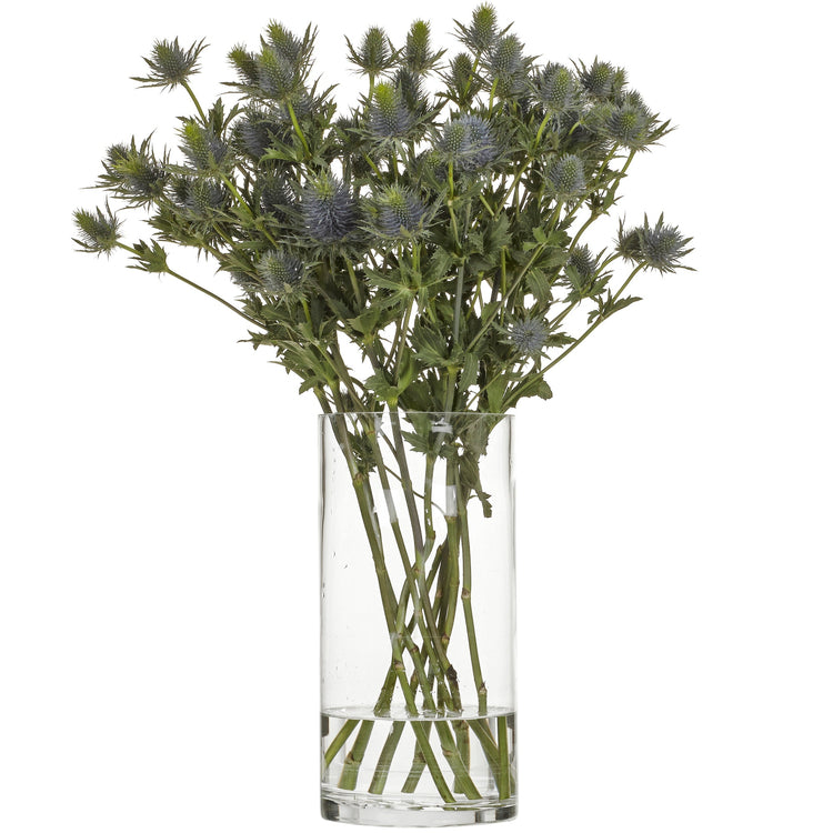 Tistel / Eryngium Blå