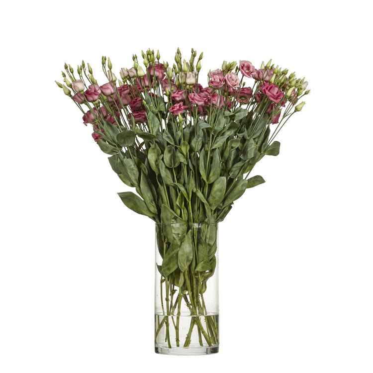 Prärieklocka Rosita rosa