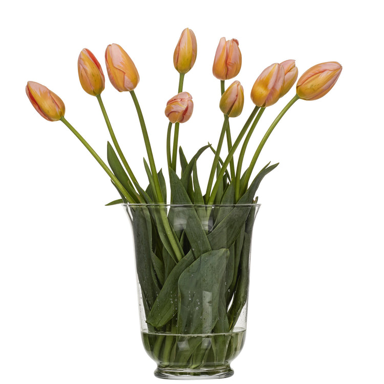 Fransk tulpan aprikos