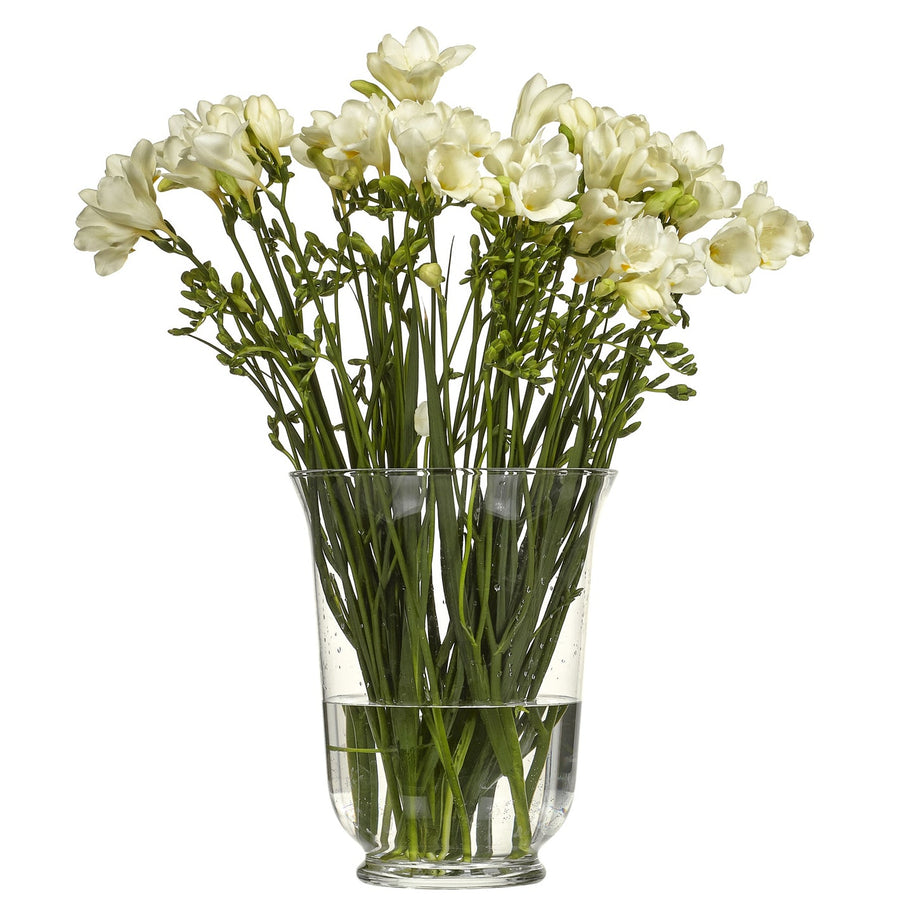 Freesia Ambassador