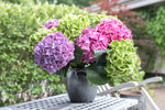 Hortensia Magic Emerald