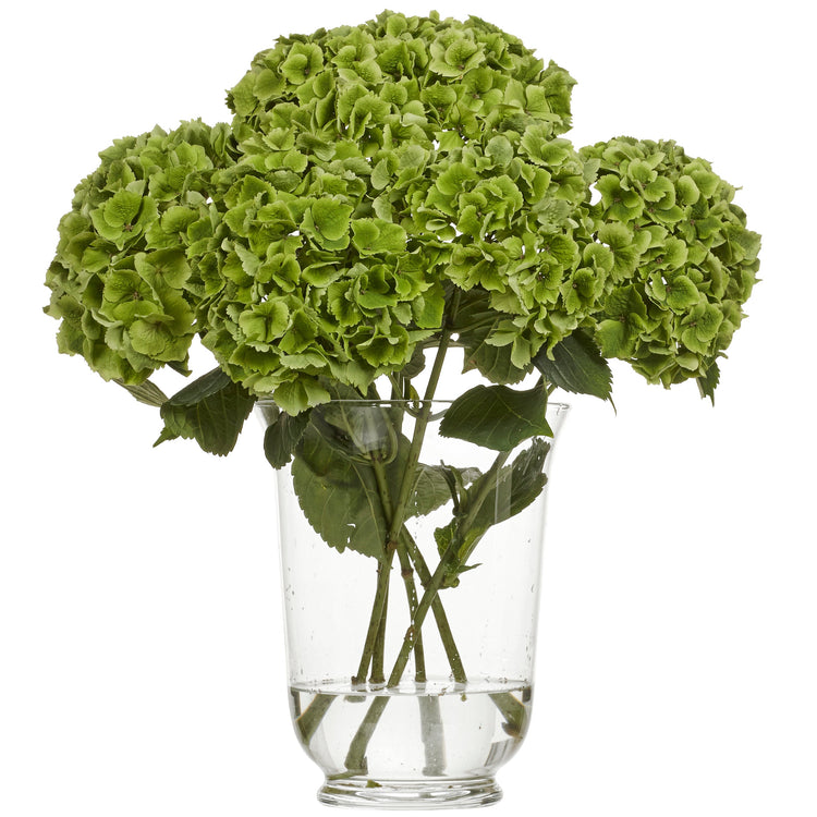 Hortensia Magic Emerald