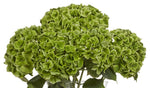 Hortensia Magic Emerald