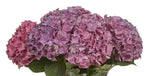 Hortensia Rodeo Paars 