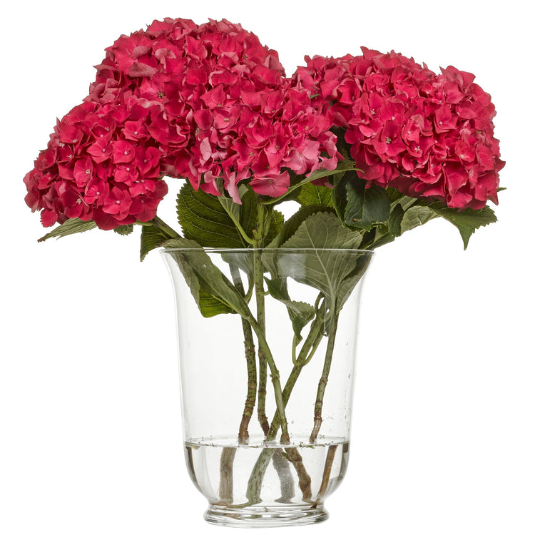 Hortensia Rodeo