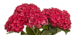 Hortensia Rodeo