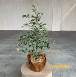 Fikus Triangularis Sweetheart