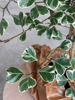 Fikus Triangularis Sweetheart