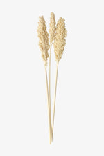 Indian corn