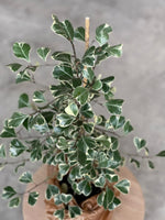 Fikus Triangularis Sweetheart