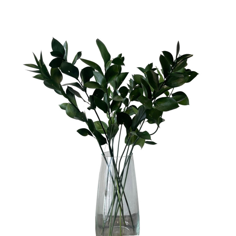 Ruscus storbladig