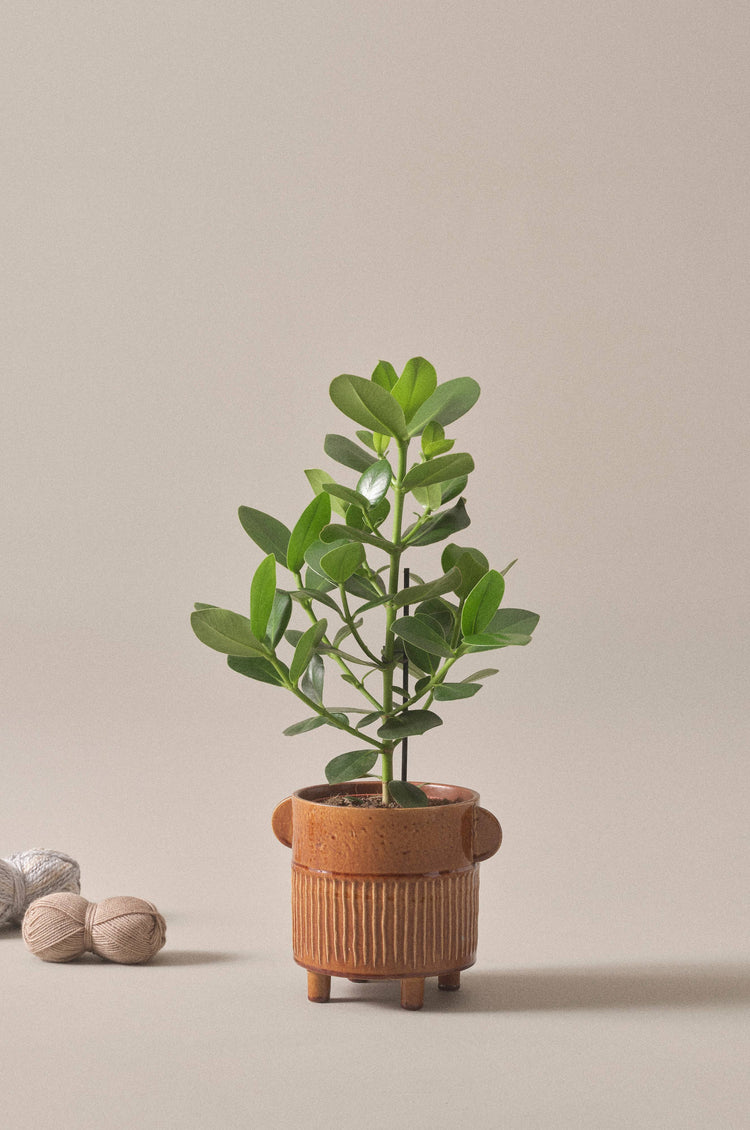 Clusia rosea Princess