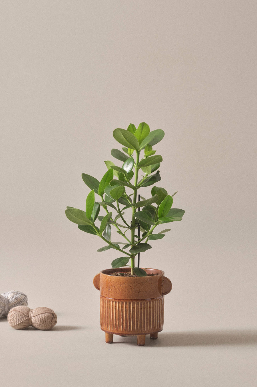 Clusia rosea Princess